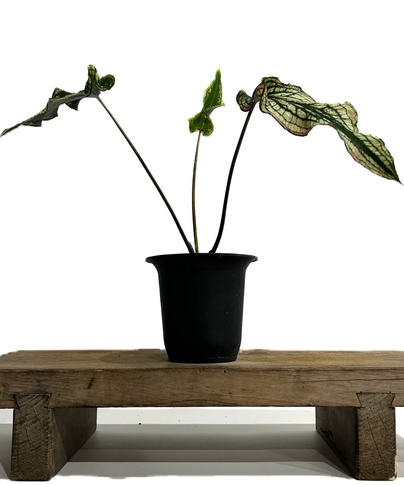カラジウム ブラック バンブー「Caladium Black Bamboo」7/21-55A