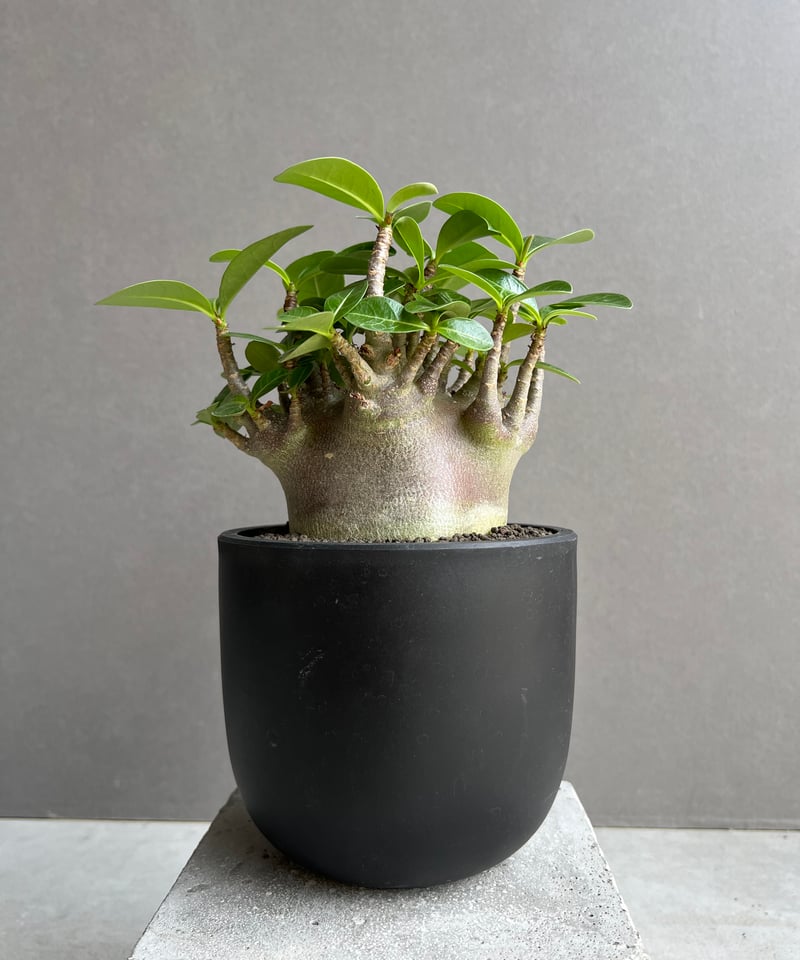 アデニウム アラビカム スーパー ドワーフ “ブラック” 「Adenium