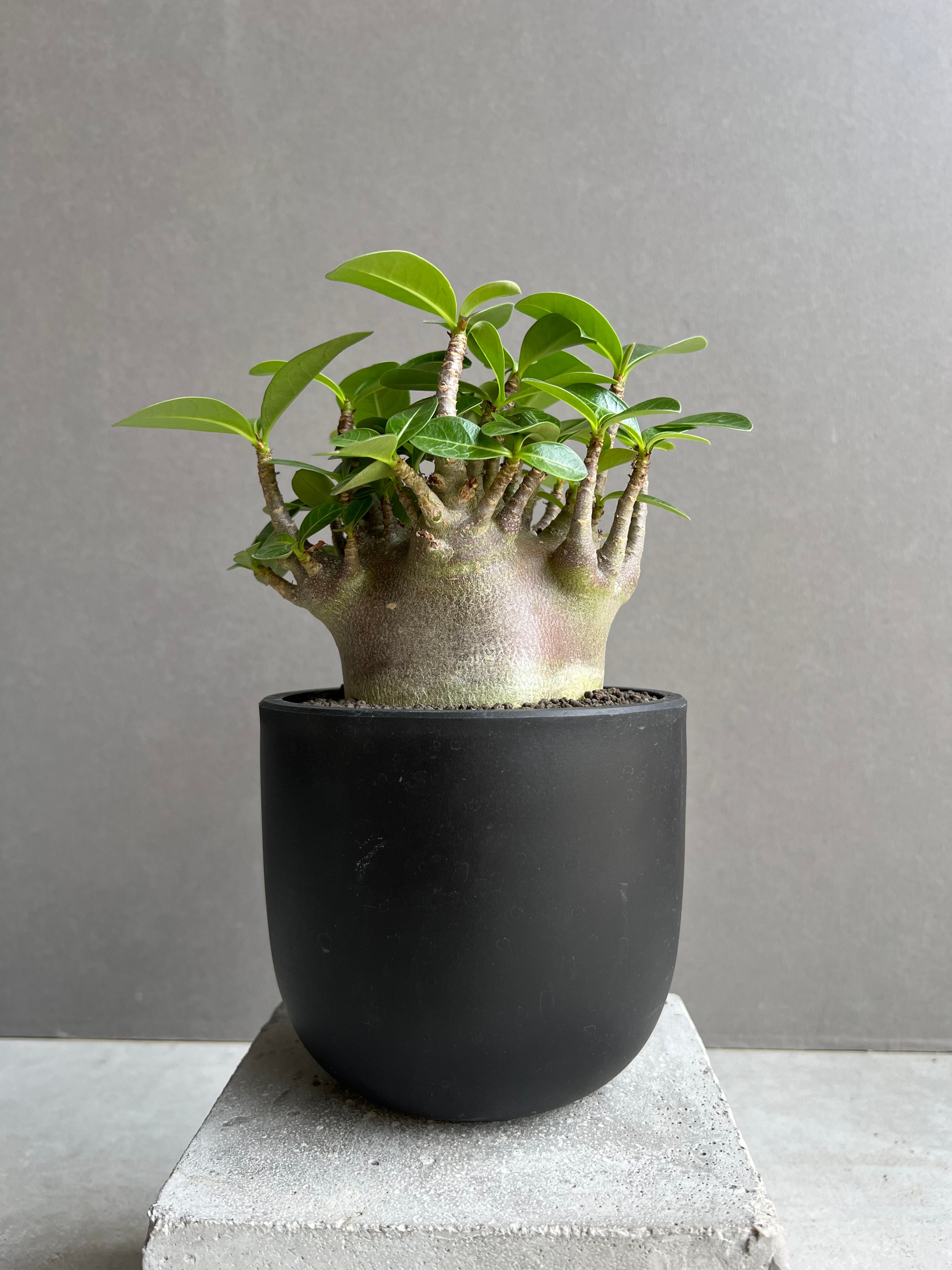 アデニウム アラビカム スーパー ドワーフ “ブラック” 「Adenium