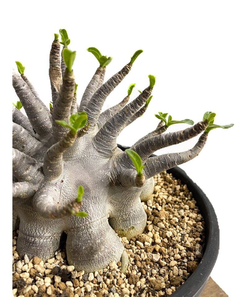 HybridALPHA 3/8-11山　カムイオリジナルＳ HybridALPHA 3/8-11山 カムイオリジナルS