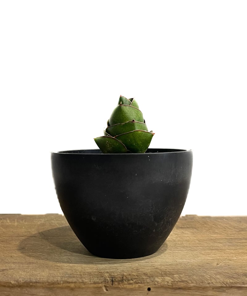 サンセベリア アンヤマニー ハイブリッド SP020 ドワーフ タイプ7-70