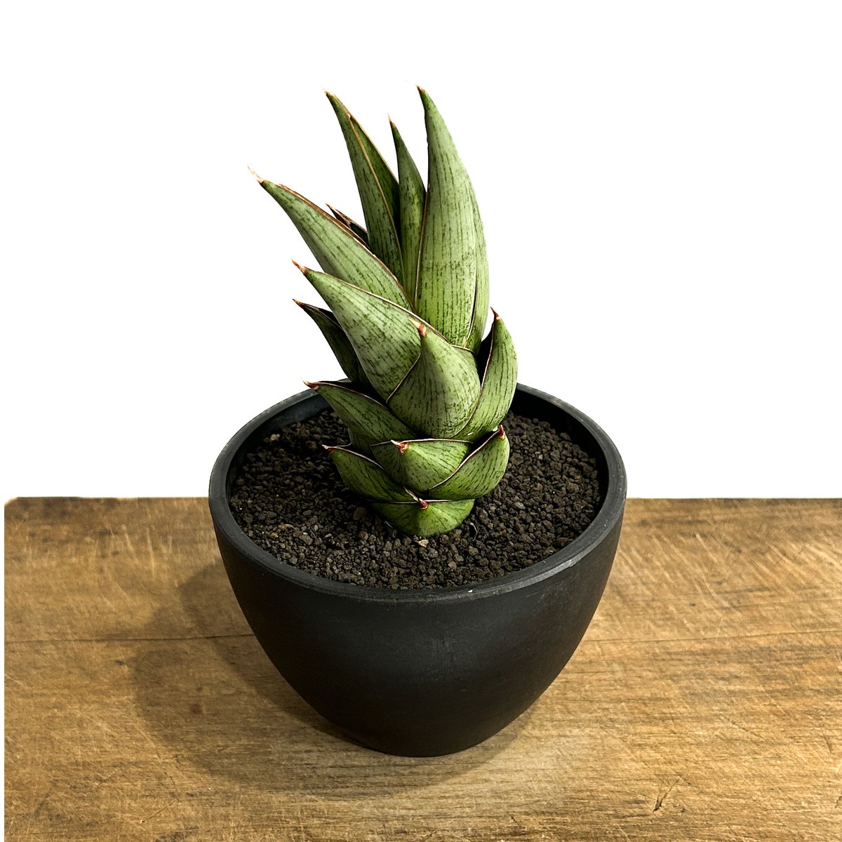サンガリア⭐︎ サンセベリア マルガリータ「Sansevieria Margarita」6/1-713-1 |