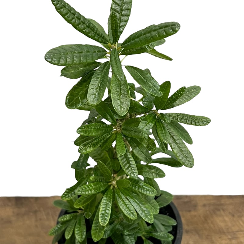 【激レア/塊根植物】ドルステニア ギガス ブラータ 鉢植え ドルステニア ギガス ブラータ 貴重 レア 塊根