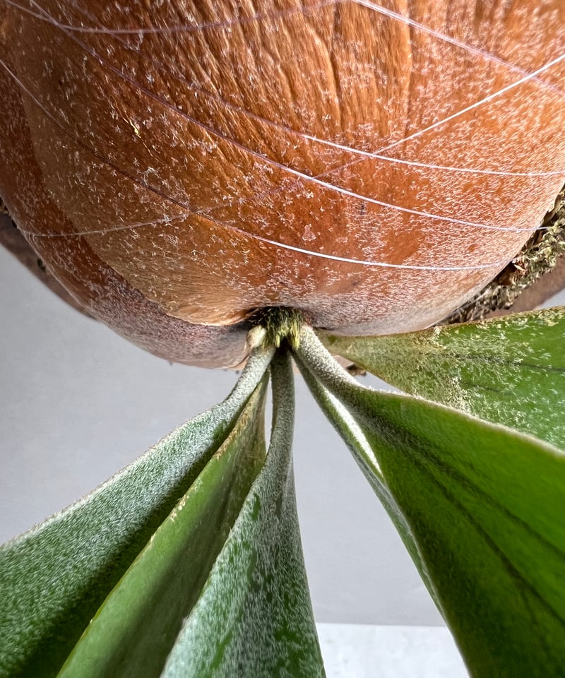 ビカクシダ インフィニティ (子株) by Stem Fern 「Platycerium I