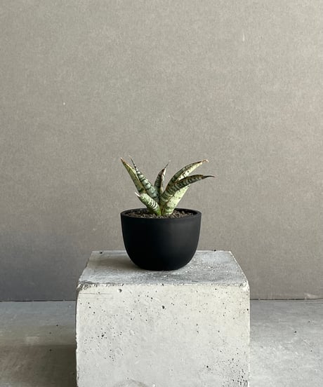 CATEGORY サンセベリア | SHOUCHIKUEN