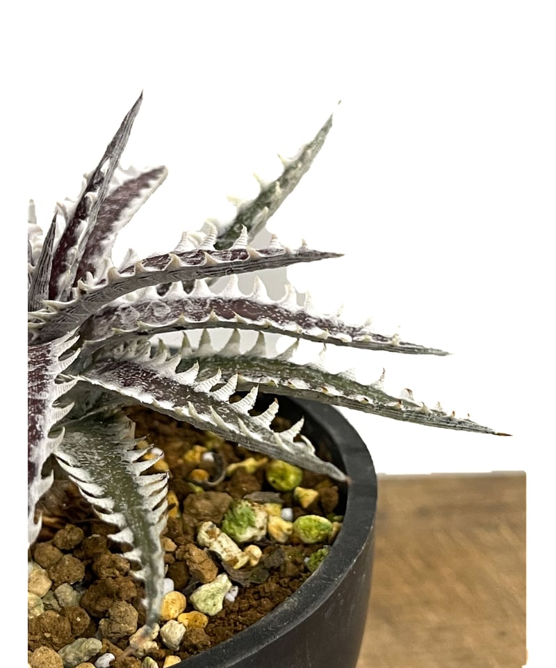 ディッキア フレディーズ ウイング「Dyckia Freddy's Wing」12E ディッキア フレディーズ ウイング「Dyckia Freddy's Wing」12E