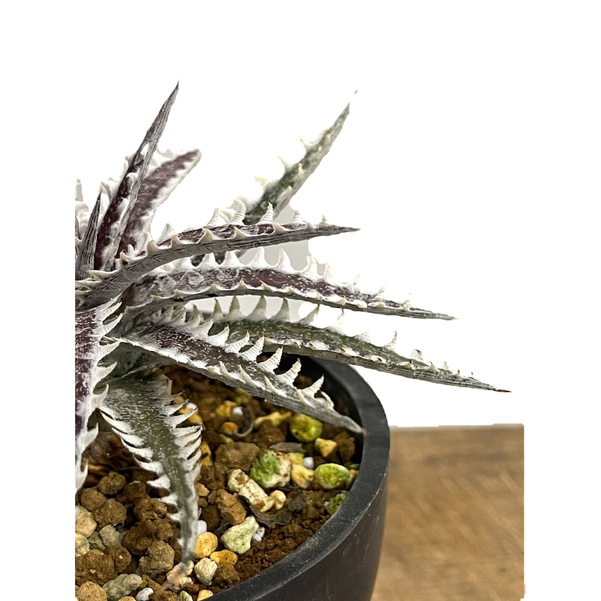 ディッキア フレディーズ ウイング「Dyckia Freddy's Wing」12E