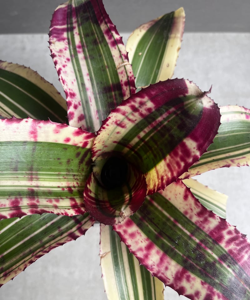 ネオレゲリア スーパーチャージド 「Neoregelia Supercharged