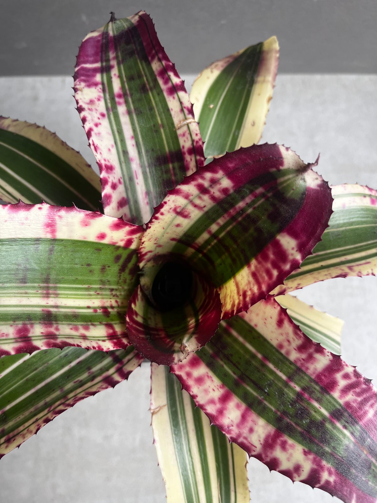ブロメリア・エアープランツ Neoregelia Super Charged ブロメリア