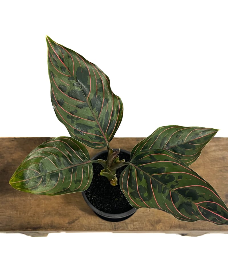 アグラオネマ レッドアーミー「Aglaonema Red Army」7/26-196@ | S