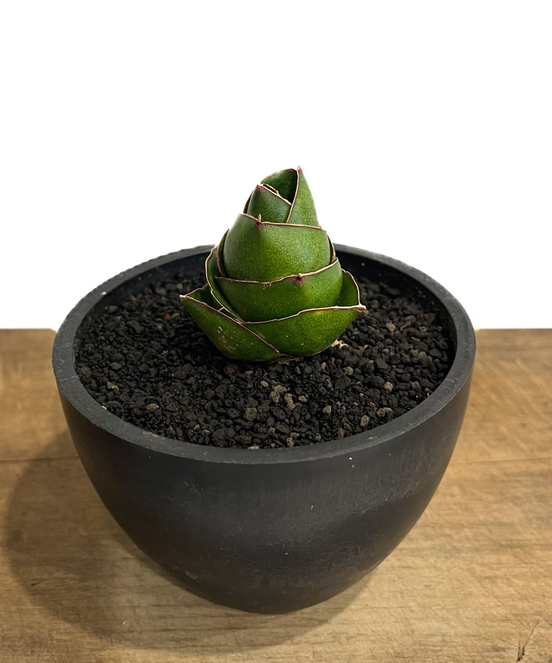 サンセベリア アンヤマニー ハイブリッド SP020 ドワーフ タイプ7-70