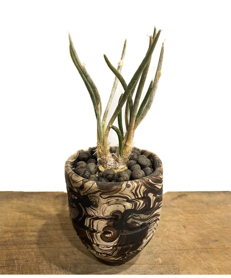 アストロフィツム カプトメデューサ +pmp「Astrophytum caput アストロフィツム カプトメデューサ +pmp「Astrophytum caput