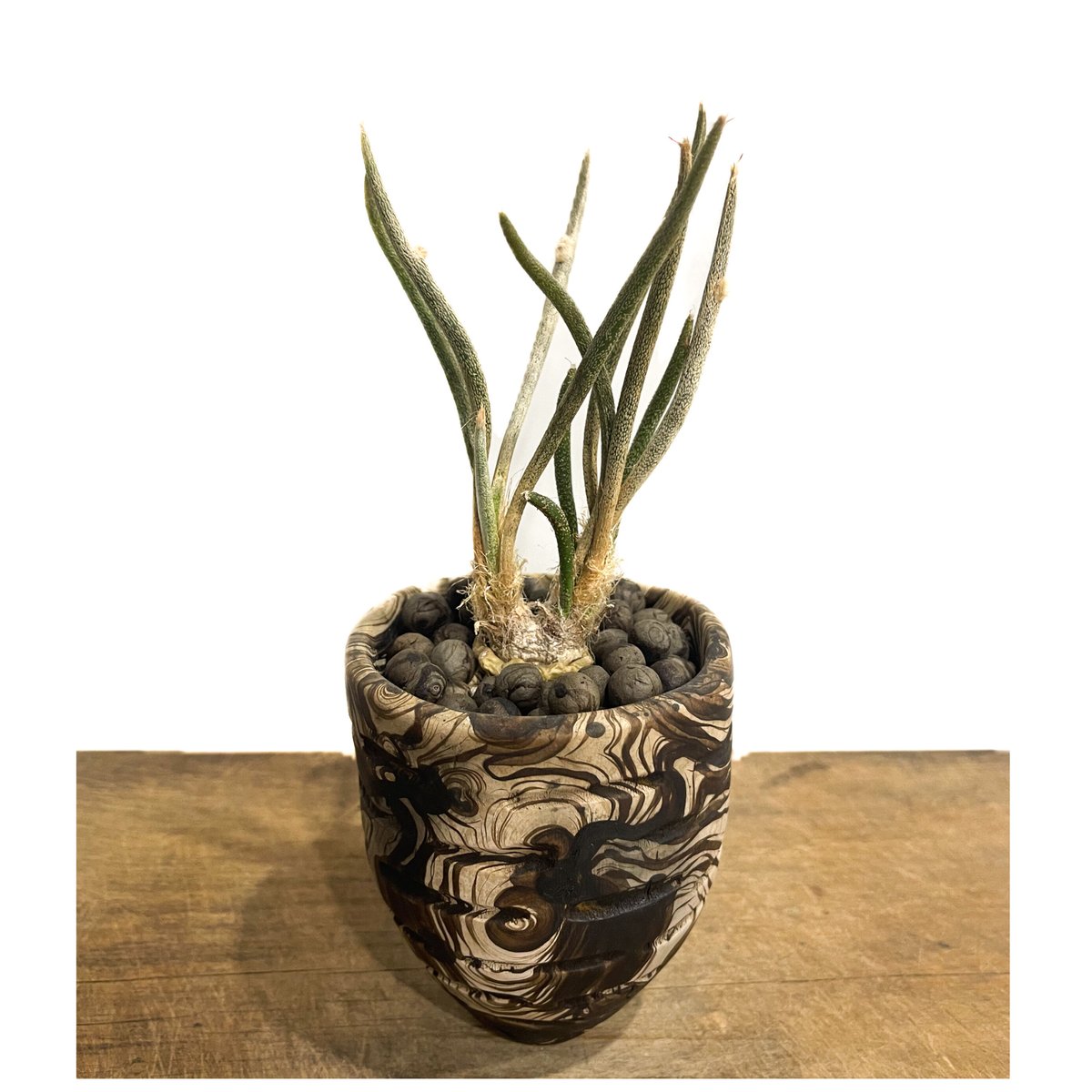 アストロフィツム カプトメデューサ ＋pmp「Astrophytum caput