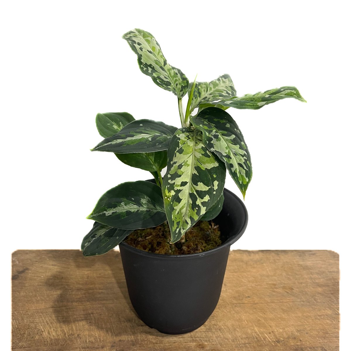 アグラオネマ ピクタム トリカラー「Aglaonema pictum tricolor