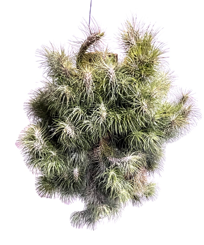 ティランジア フンキアナ レクルビフォリア 「Tillandsia funckiana var
