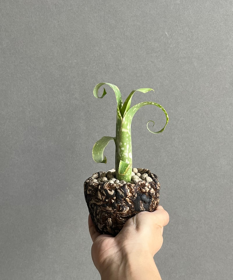 ビルベルギア レプトポーダ + 「plantsmonsters pot Billbergia