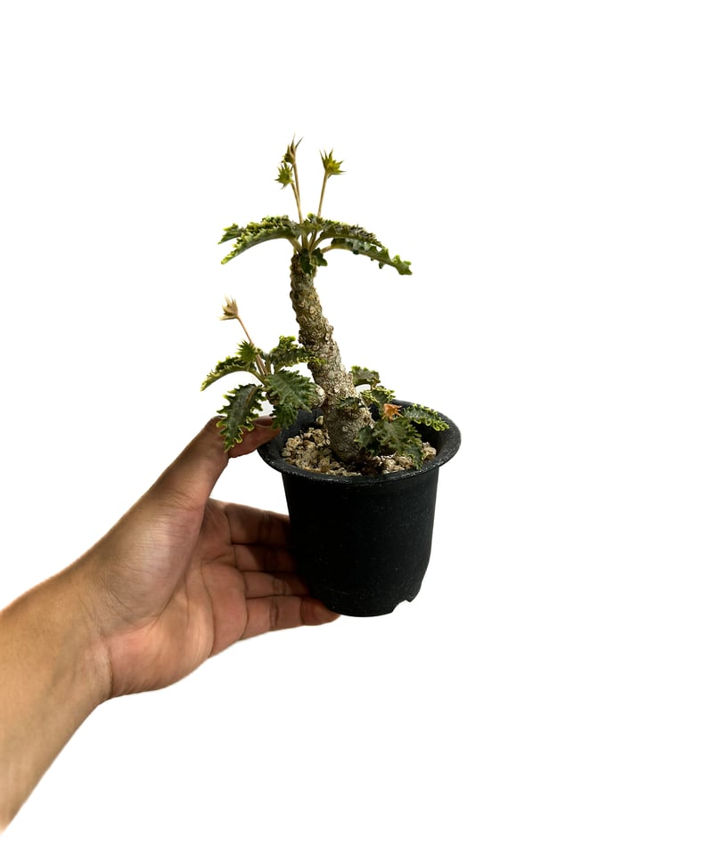 ドルステニア ホルウッディ×ラブラニー 「Dorstenia horwoodii