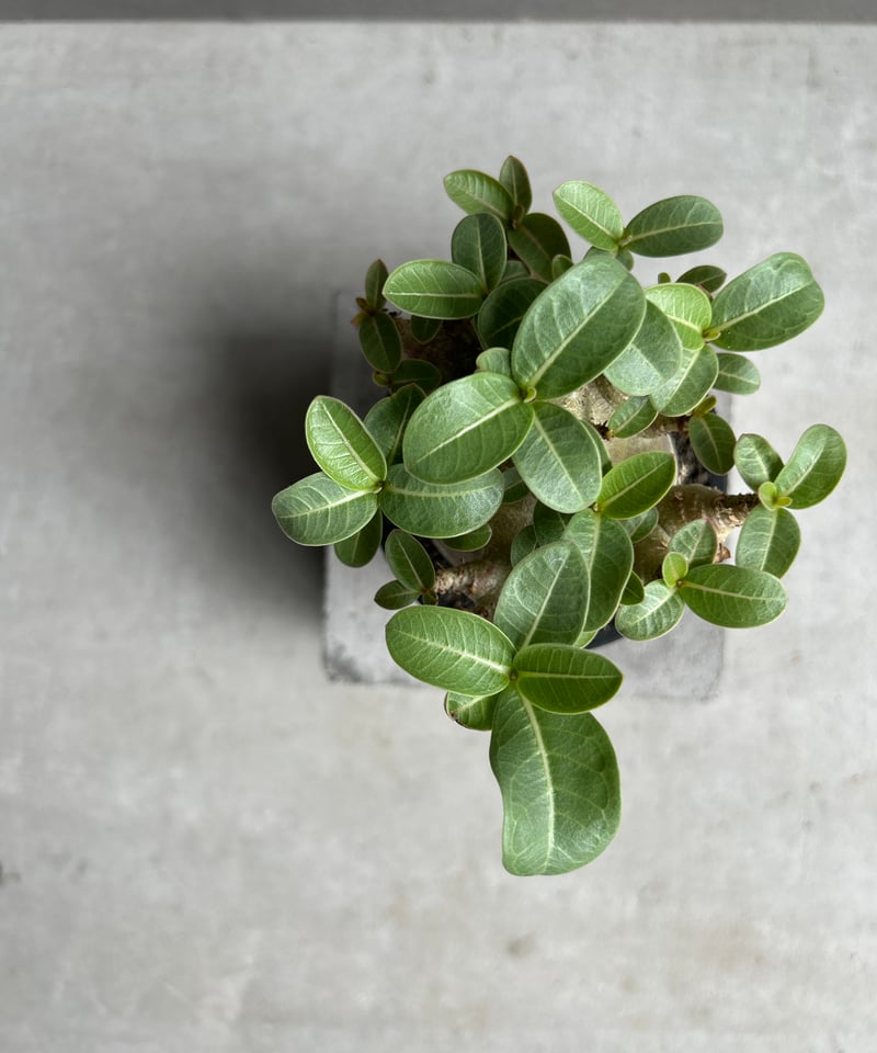 アデニウム アラビカム スーパー ドワーフ “ブラック” 「Adenium