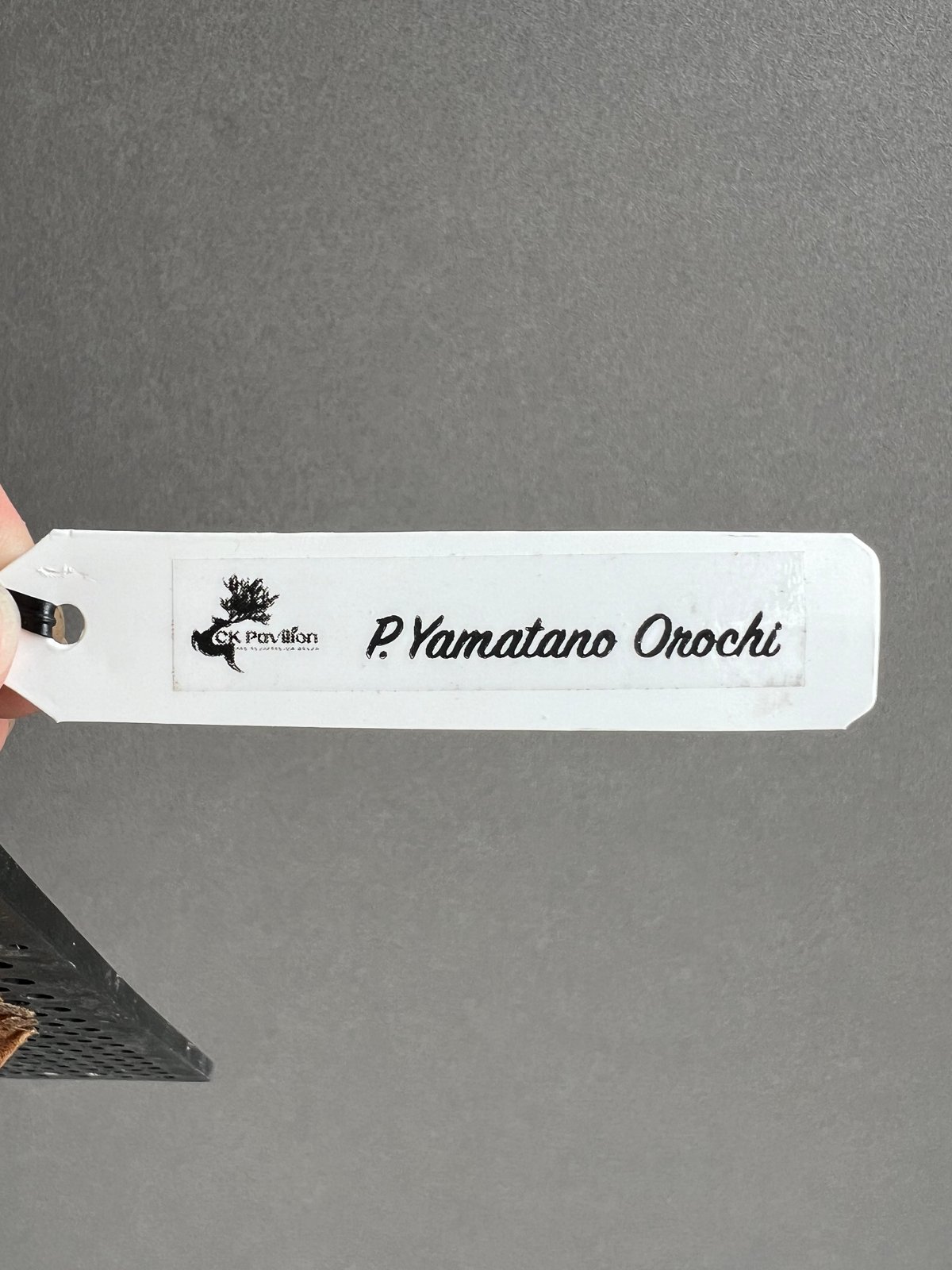 p.Yamata no Orochi ヤマタノオロチ　ビカクシダ ビカクシダ ヤマタノオロチ 受注発注リスト】 P. Yamata no