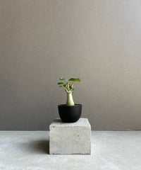 ブレクナム ギッバム ドワーフ 「Blechnum gibbum Dwarf 」24E