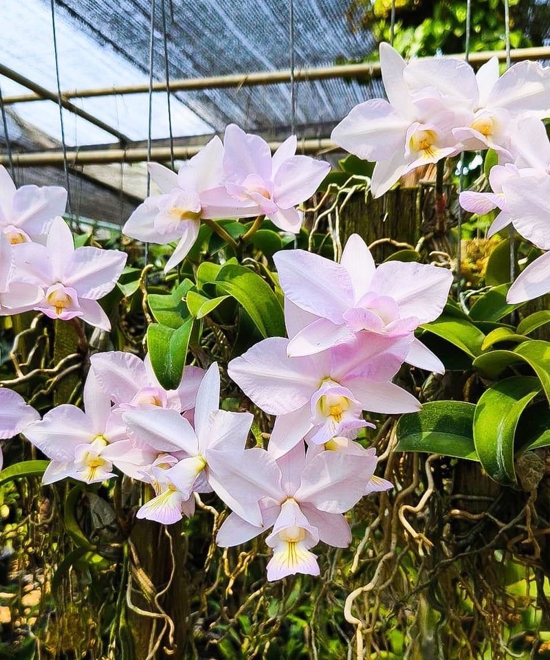 カトレア ノビリオール アマリア 「Cattleya nobilior var. amalia