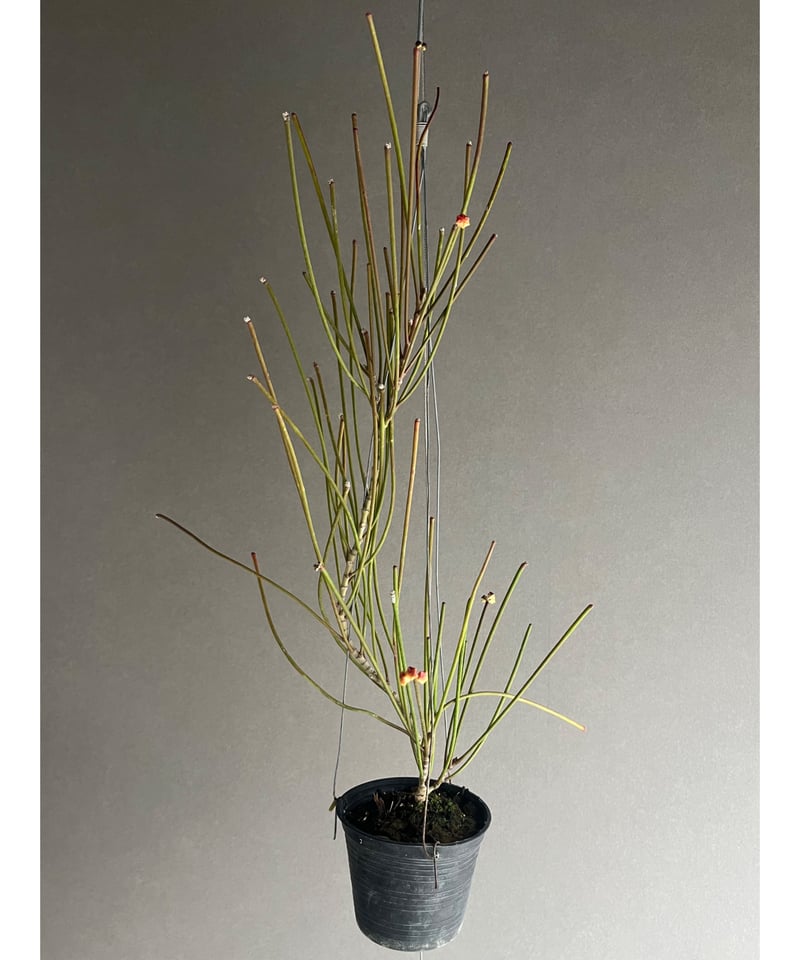 ホヤ スパルティオイデス ビック フラワー 「Hoya spartioides Big Flo