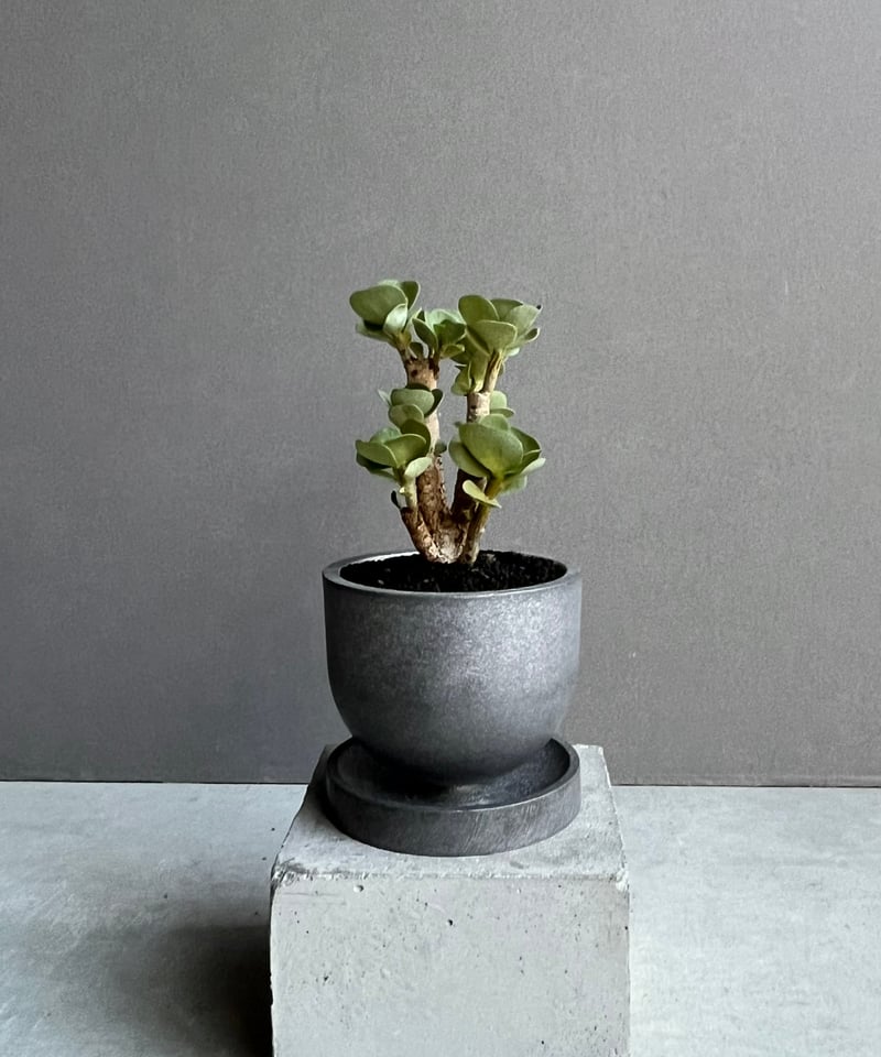 ポーチュラカ モロキニエンシス “多幸寿” + STAND BY ME Pot 「Portul