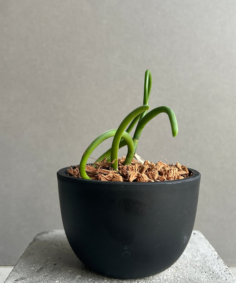 蘭 パピリオナンセ テレス オリンピックリングス 洋ラン ②