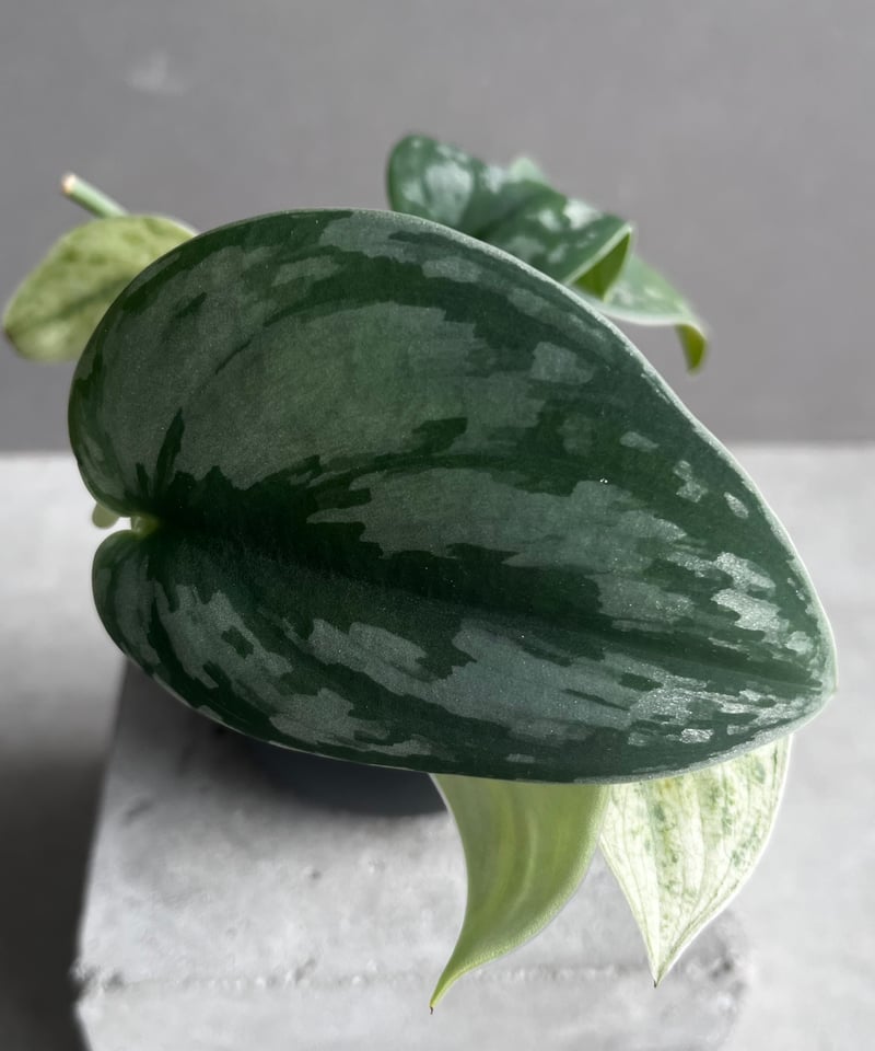 スキンダプサス エキゾチカ ホログラム 「Scindapsus exotica