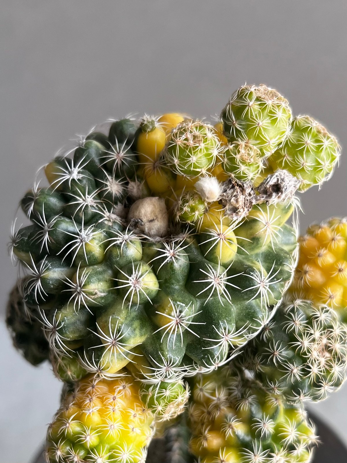 ディスコカクタス ブエネッケリー 錦+object by 1218 「Discocactus