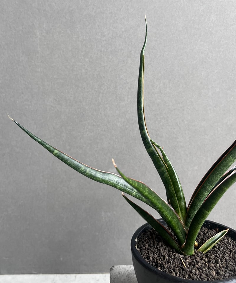 サンセベリア ブラック カラバオ 「Sansevieria Black Carabao (b