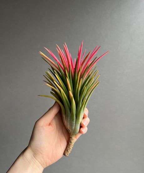 A0025)島崎炎樹「花」 161118 Yakushiike Park (am)-02.jpg | Japanese