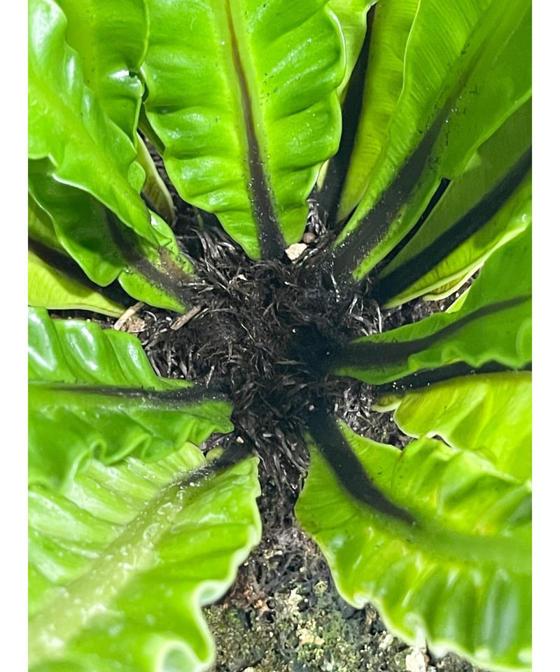 アスプレニウム コブラ ドワーフ「Asplenium cobra dwarf」7/6-965