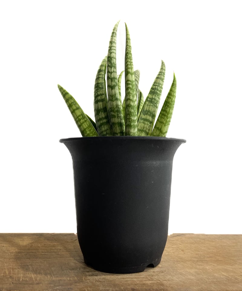 サンセベリア アンヤマニーズ クロー「 Sansevieria Unyamanee's