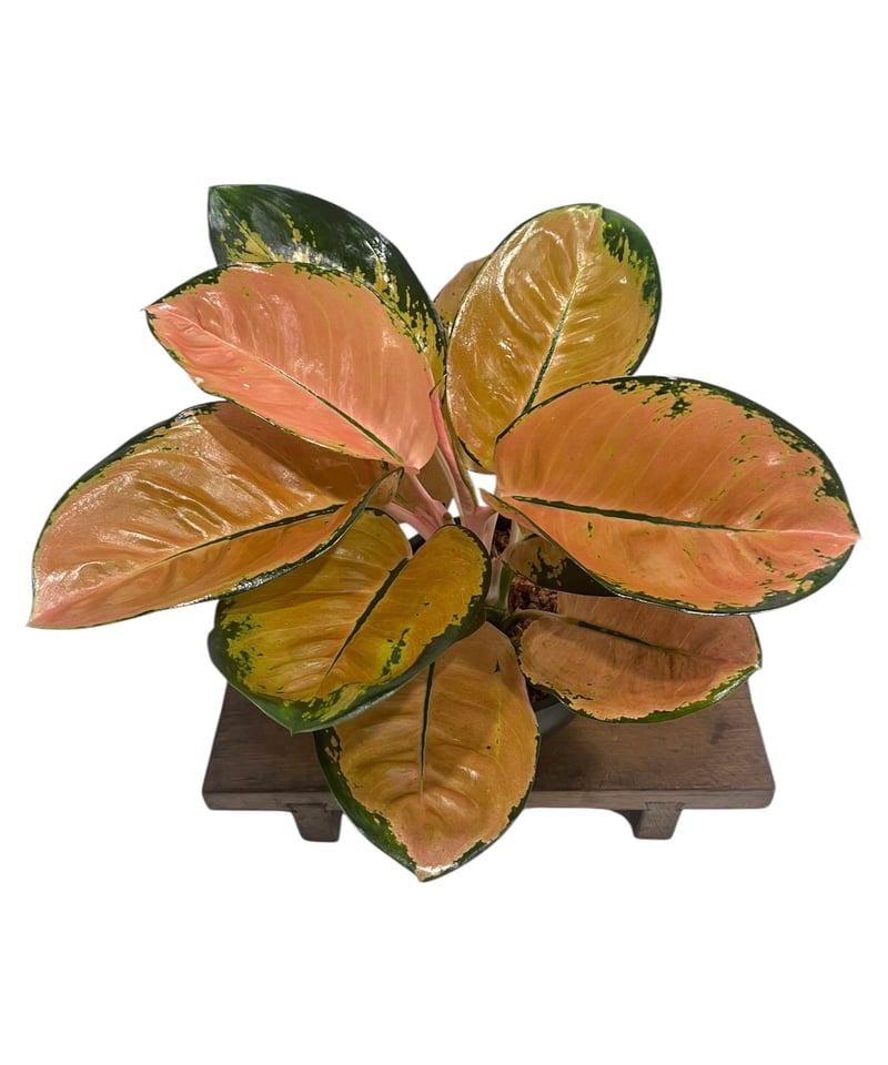 50%OFF！！アグラオネマ　スターバックス　購入価格24200円写真参照 50%OFF！！アグラオネマ スターバックス 購入価格24200円写真