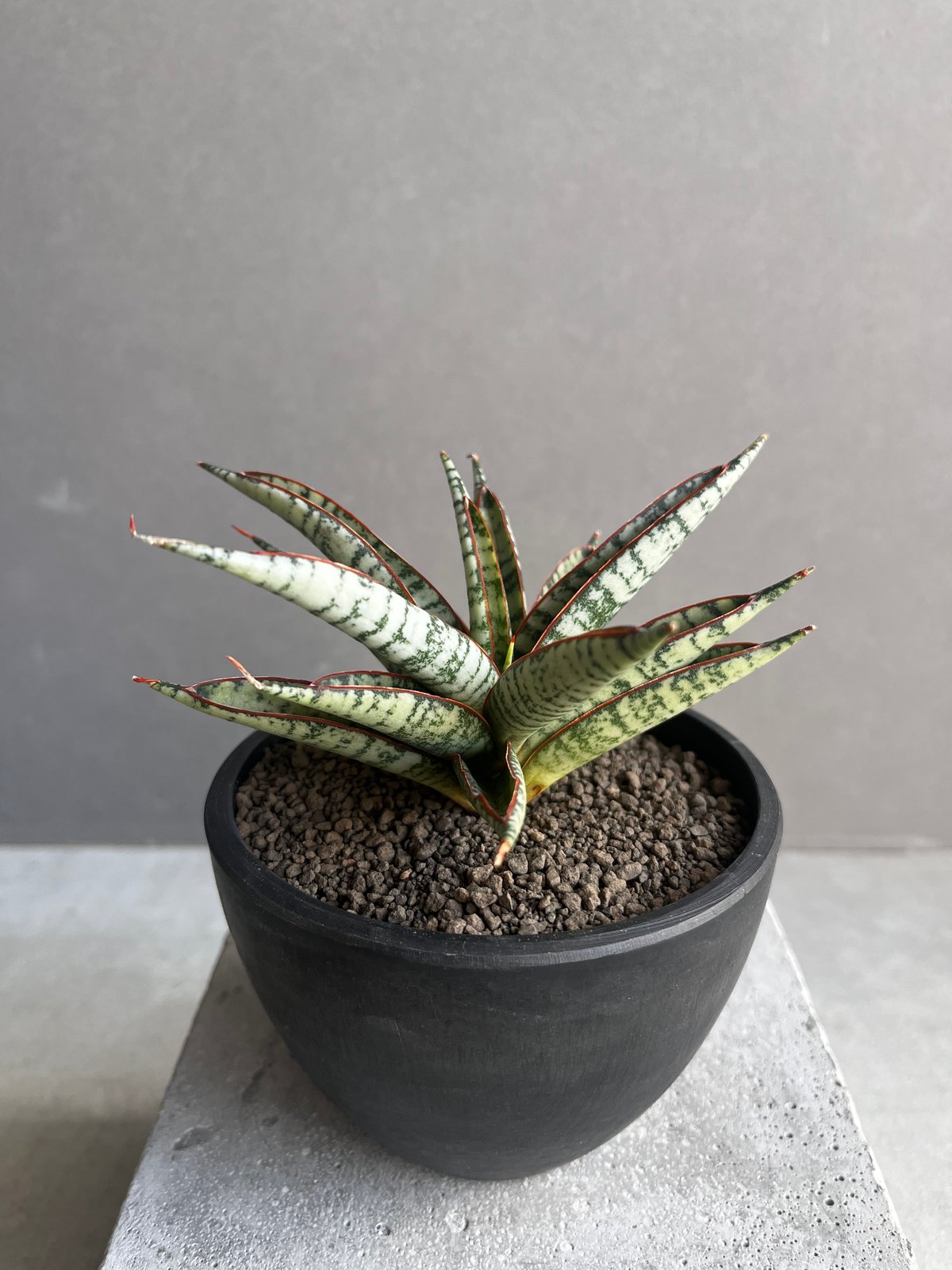 EMP サンセベリア サンシャインエンジェル / SA364 EMP サンセベリア