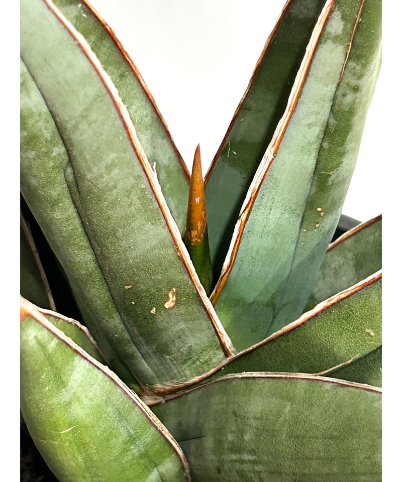 専用　Sansevieria pinguicula Longifoli 専用 Sansevieria pinguicula Longifoli 専用 Sansevieria pinguicula