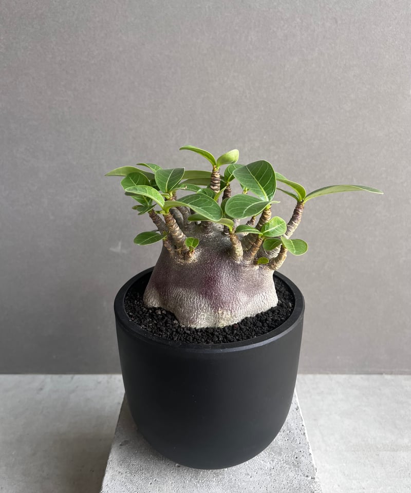 アデニウム アラビカム スーパー ドワーフ “ブラック” 「Adenium