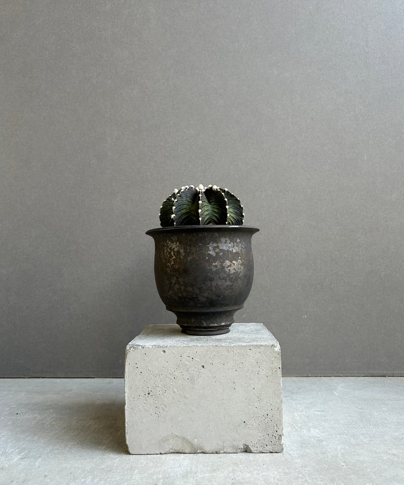 キムキム ギムノカリキウム フリードリッヒィ VOS1241 KG “選抜個体”(実生