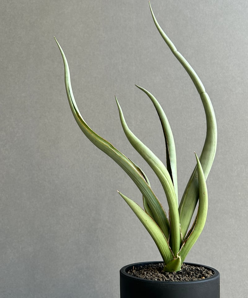 サンセベリア シルバー スパイラル「Sansevieria Silver Spiral (b