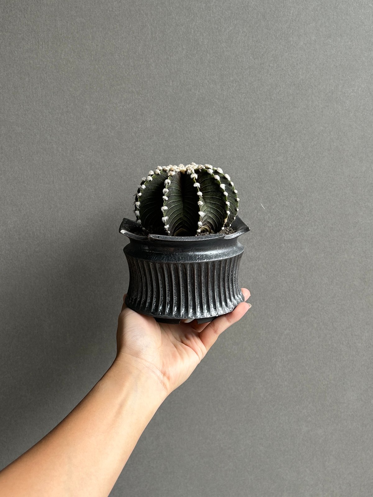 ギムノカリキウム フリードリッヒィ VOS1241 KG “選抜個体”(実生) +