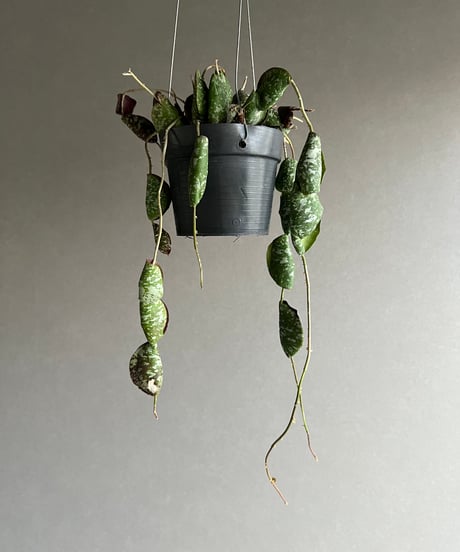 CATEGORY ホヤ | SHOUCHIKUEN