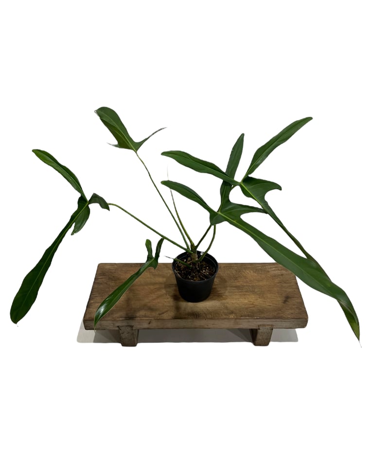 フィロデンドロン ロンギロバトム 'レラノ ミヤノ' 「Philodendron