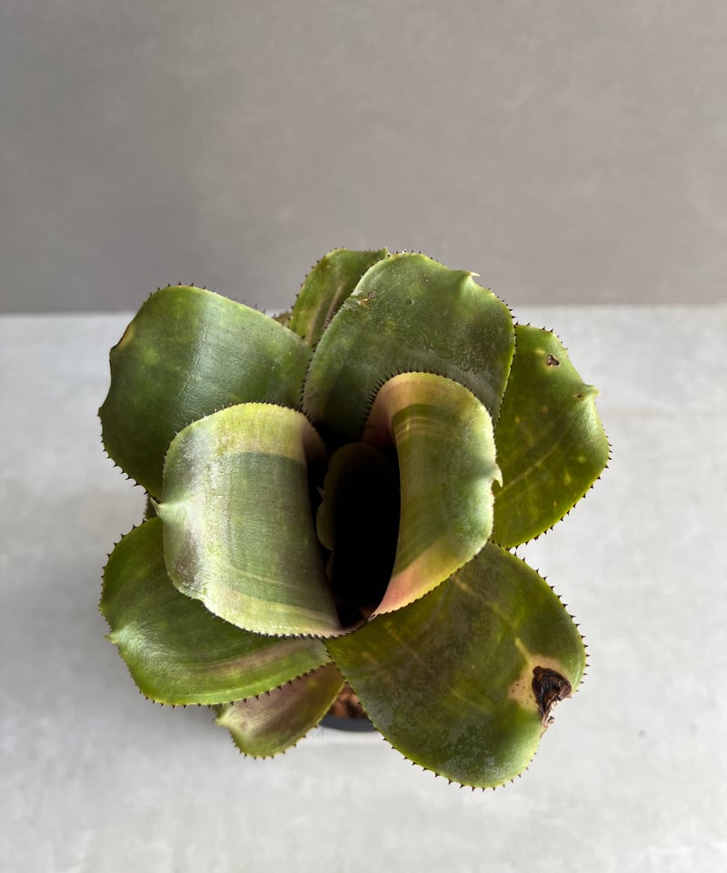 エクメア ファシアータ x フラボロゼア 「Aechmea fasciata x Aech.