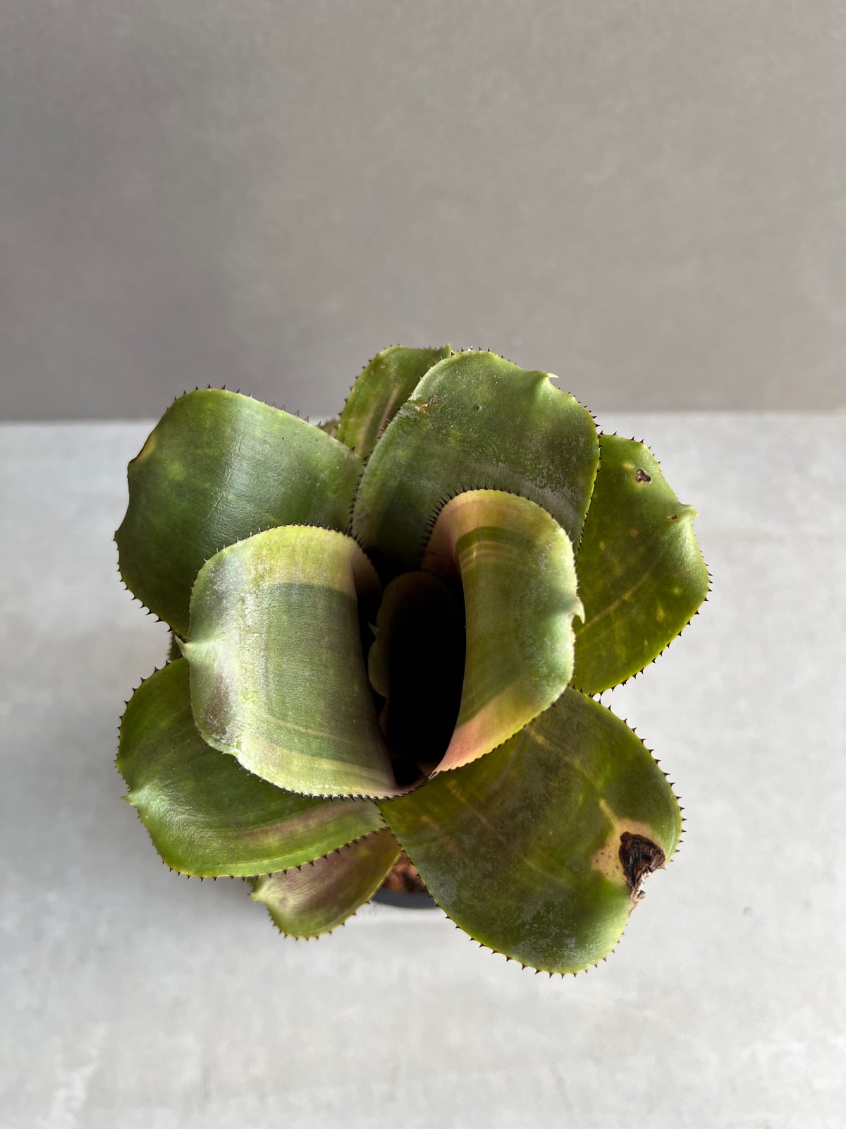 エクメア ファシアータ x フラボロゼア 「Aechmea fasciata x Aech.