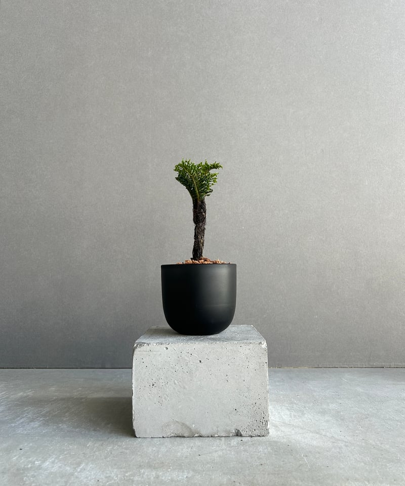 ブレクナム ギッバム ドワーフ 「Blechnum gibbum Dwarf 」4J | SH