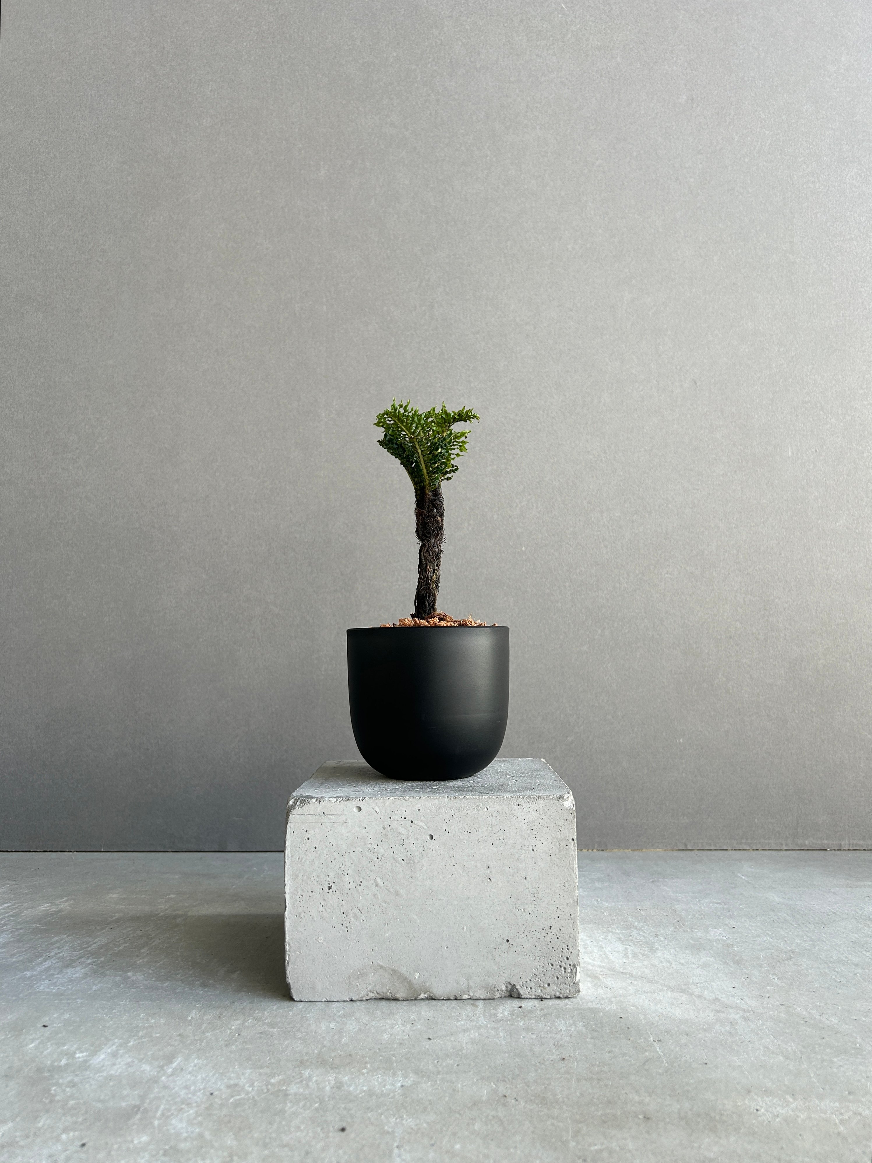 ブレクナム ギッバム ドワーフ 「Blechnum gibbum Dwarf 」4J | SH