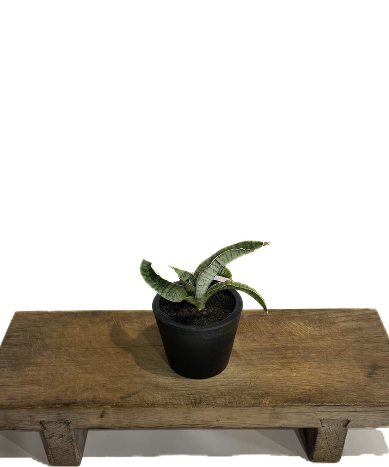 セール中　斑入り　サンセベリア　km12 Blue form サンスベリア セール中 斑入り サンセベリア km12 Blue form サンスベリア