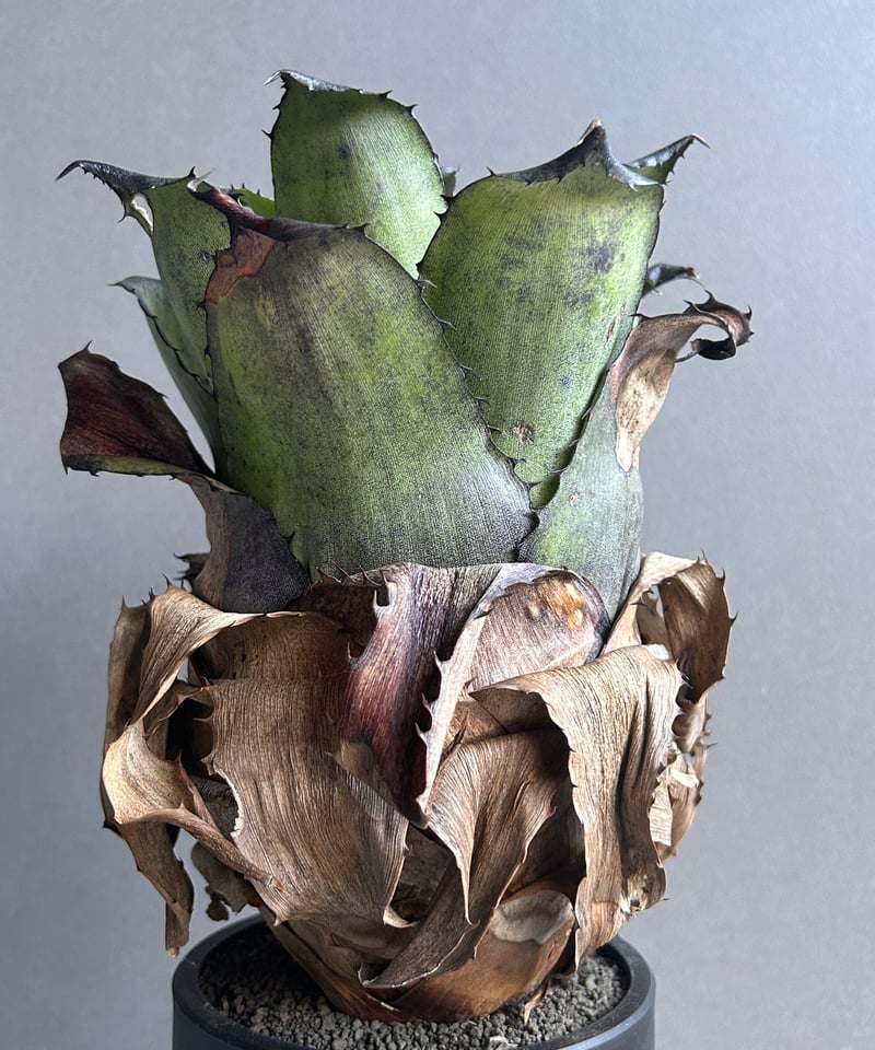 YAMA Hohenbergia leopoldo H DSなど2点 YAMA Hohenbergia leopoldo H DSなど2点 YAMA Hohenbergia leopoldo H