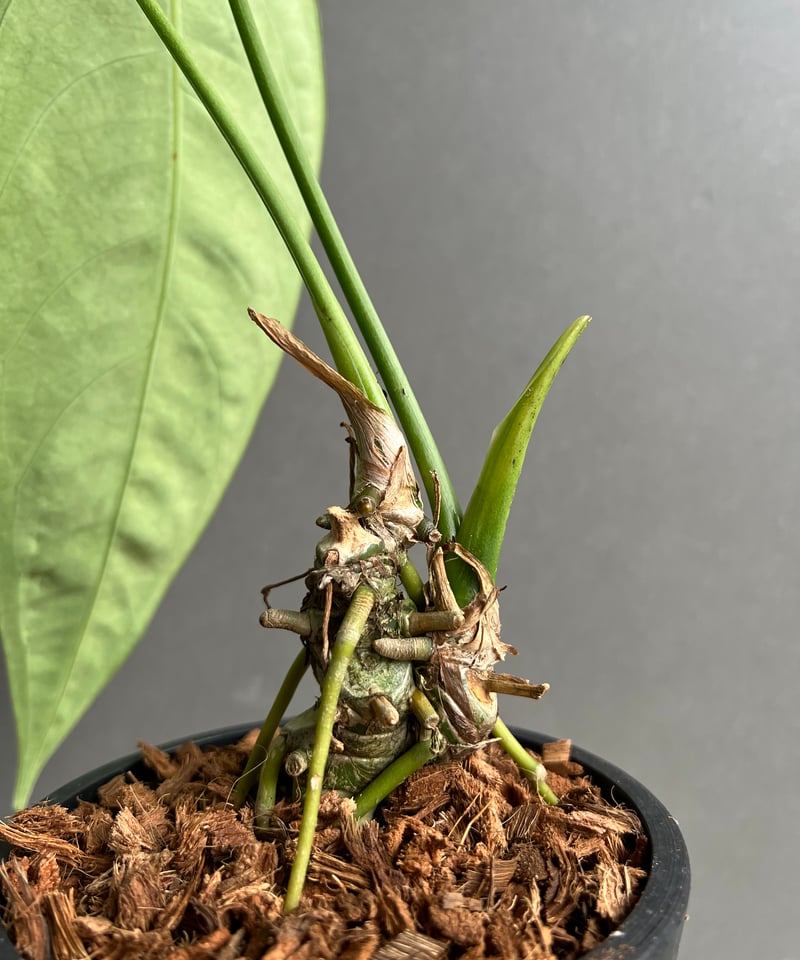 アンスリウム　ハイブリッド　【斑入り】 アンスリウム ハイブリッド 斑入 「Anthurium hybrid Variegated